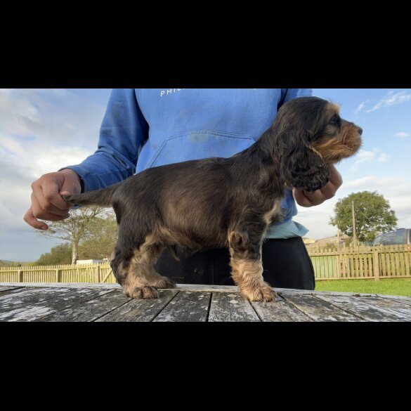 Cocker Spaniel (Working &amp; Show) - Both