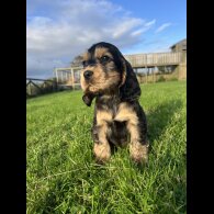 Cocker Spaniel (Working &amp; Show) - Both