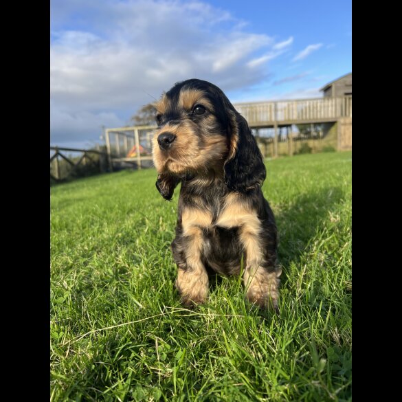 Cocker Spaniel (Working &amp; Show) - Both