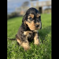 Cocker Spaniel (Working &amp; Show) - Both