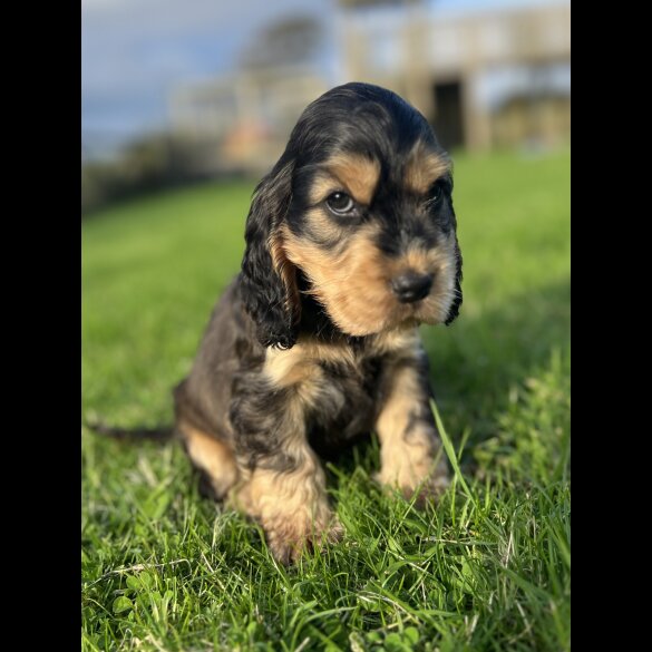 Cocker Spaniel (Working &amp; Show) - Both