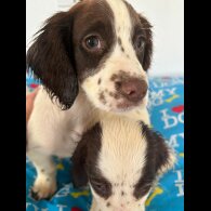 Cocker Spaniel (Working &amp; Show) - Both