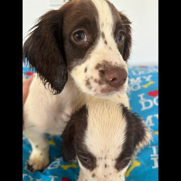 Cocker Spaniel (Working &amp; Show) - Both