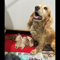 Cocker Spaniel (Working &amp; Show) - Dogs