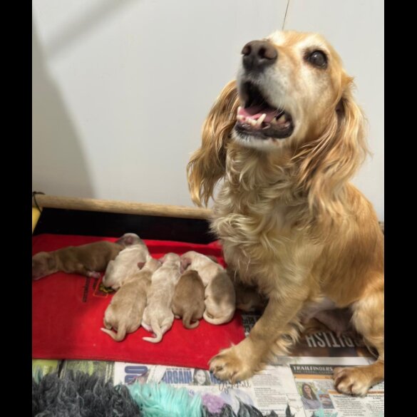 Cocker Spaniel (Working &amp; Show) - Dogs