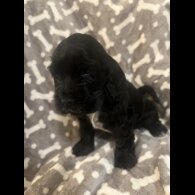 Cocker Spaniel (Working &amp; Show) - Both