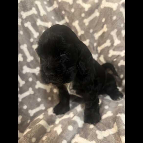 Cocker Spaniel (Working &amp; Show) - Both
