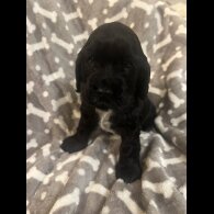 Cocker Spaniel (Working &amp; Show) - Both