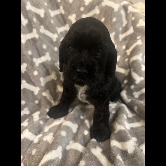 Cocker Spaniel (Working &amp; Show) - Both