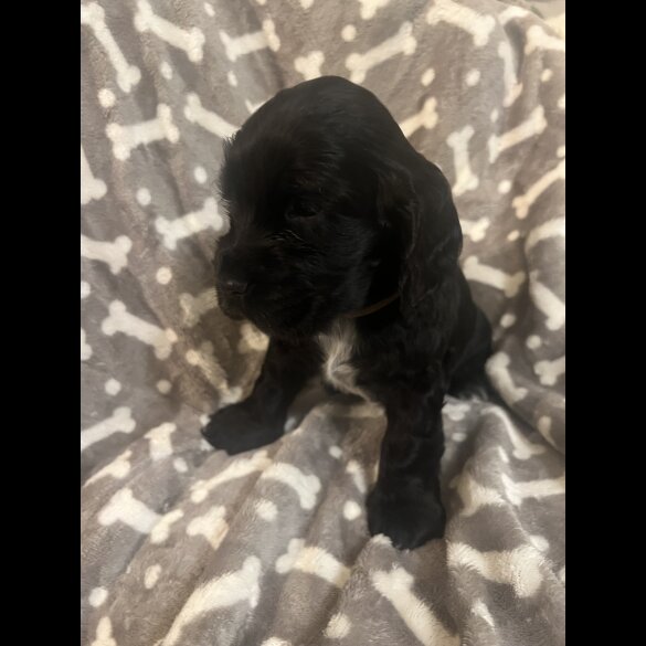 Cocker Spaniel (Working &amp; Show) - Both