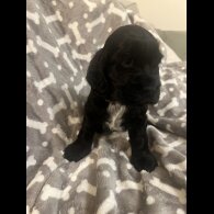 Cocker Spaniel (Working &amp; Show) - Both