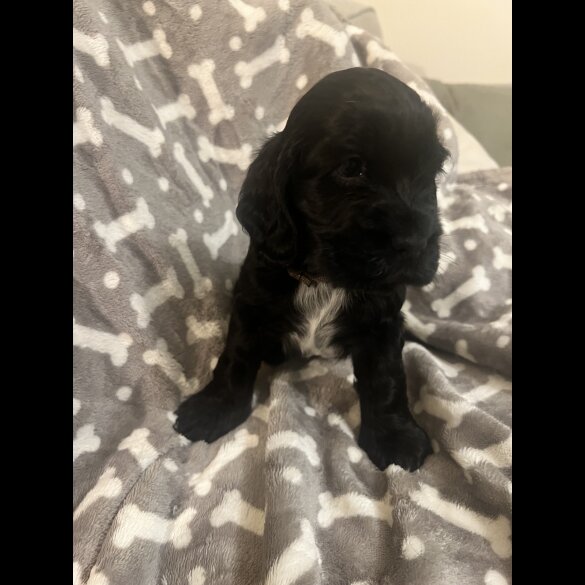 Cocker Spaniel (Working &amp; Show) - Both