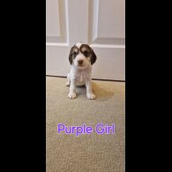 Cocker Spaniel (Working &amp; Show) - Both