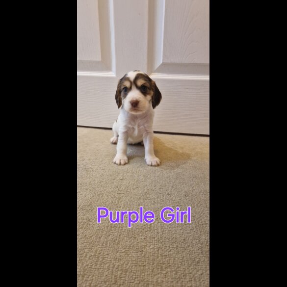 Cocker Spaniel (Working &amp; Show) - Both