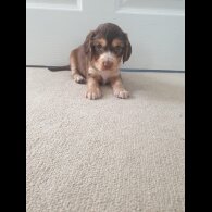 Cocker Spaniel (Working &amp; Show) - Both