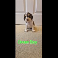 Cocker Spaniel (Working &amp; Show) - Both