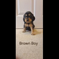 Cocker Spaniel (Working &amp; Show) - Both
