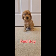 Cocker Spaniel (Working &amp; Show) - Both
