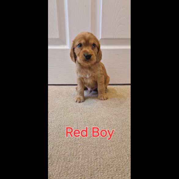 Cocker Spaniel (Working &amp; Show) - Both