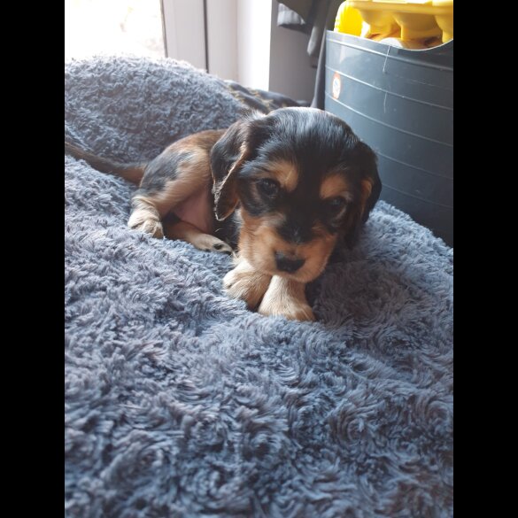 Cocker Spaniel (Working &amp; Show) - Both