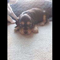 Cocker Spaniel (Working &amp; Show) - Both