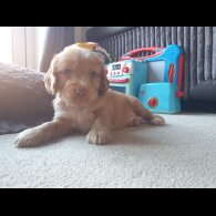 Cocker Spaniel (Working &amp; Show) - Both