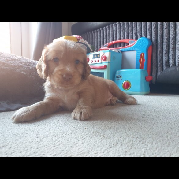 Cocker Spaniel (Working &amp; Show) - Both