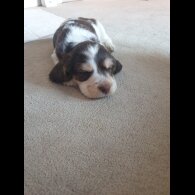 Cocker Spaniel (Working &amp; Show) - Both