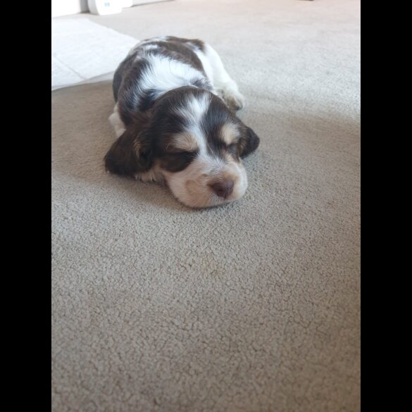 Cocker Spaniel (Working &amp; Show) - Both