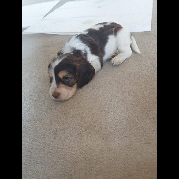 Cocker Spaniel (Working &amp; Show) - Both