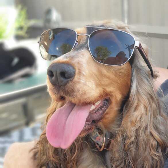 Cocker Spaniel (Working &amp; Show) - Both