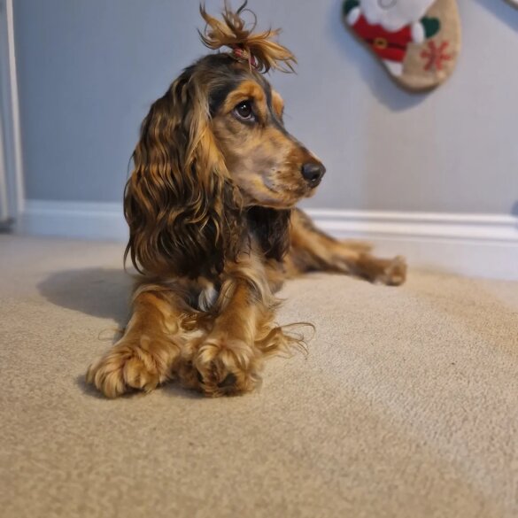 Cocker Spaniel (Working &amp; Show) - Both