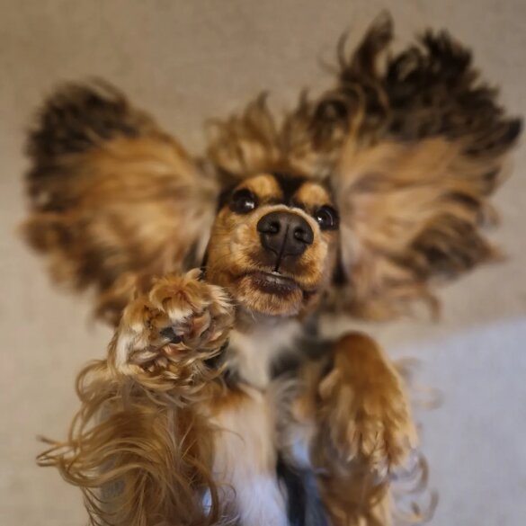 Cocker Spaniel (Working &amp; Show) - Both