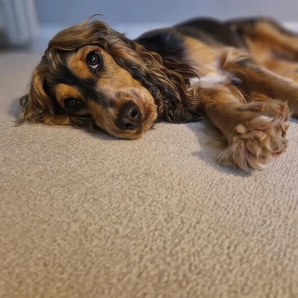 Cocker Spaniel (Working &amp; Show) - Both