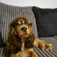 Cocker Spaniel (Working &amp; Show) - Both