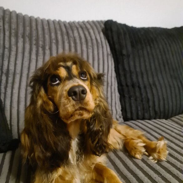 Cocker Spaniel (Working &amp; Show) - Both
