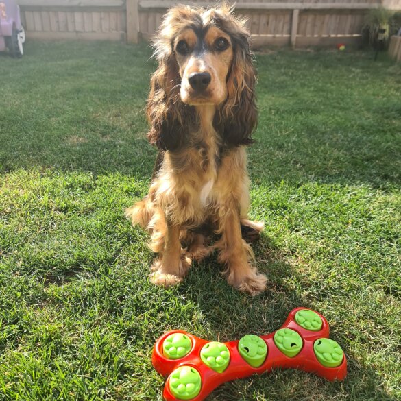 Cocker Spaniel (Working &amp; Show) - Both