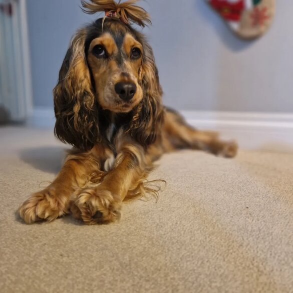Cocker Spaniel (Working &amp; Show) - Both