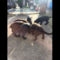 Cocker Spaniel (Working &amp; Show) - Both