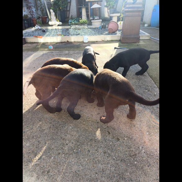 Cocker Spaniel (Working &amp; Show) - Both