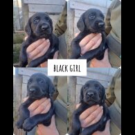Cocker Spaniel (Working &amp; Show) - Both
