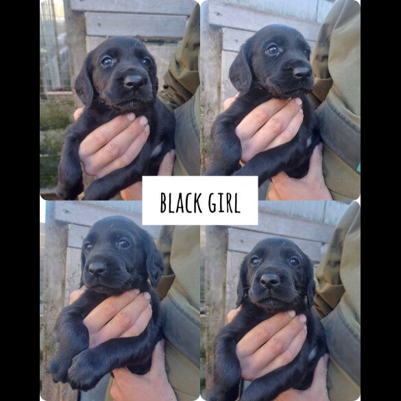 Cocker Spaniel (Working &amp; Show) - Both