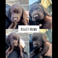 Cocker Spaniel (Working &amp; Show) - Both
