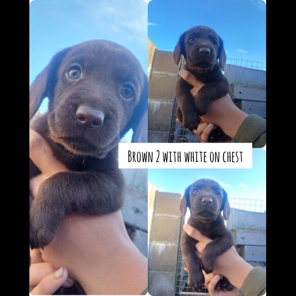 Cocker Spaniel (Working &amp; Show) - Both