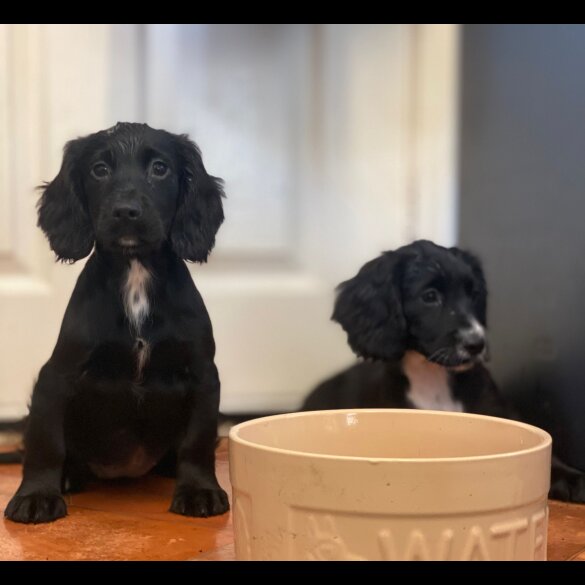 Cocker Spaniel (Working &amp; Show) - Bitches