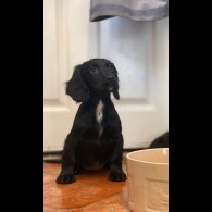 Cocker Spaniel (Working &amp; Show) - Bitches