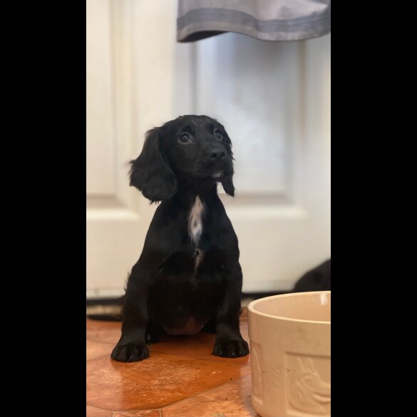 Cocker Spaniel (Working &amp; Show) - Bitches