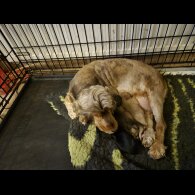 Cocker Spaniel (Working &amp; Show) - Bitches