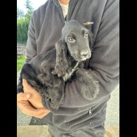 Cocker Spaniel (Working &amp; Show) - Both