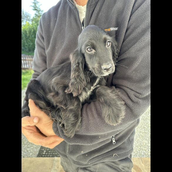 Cocker Spaniel (Working &amp; Show) - Both